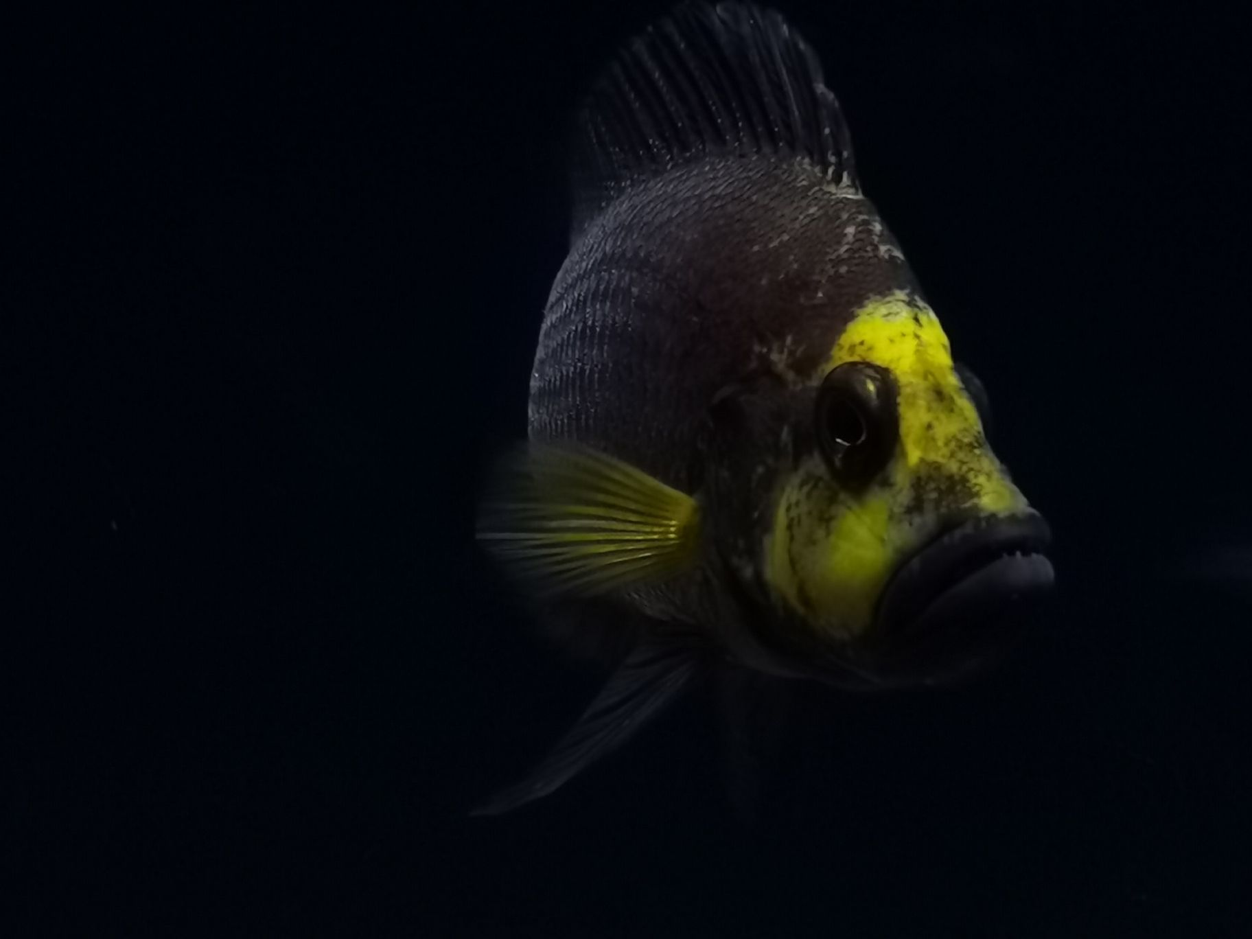 延邊朝鮮族自治州水族館發(fā)組美圖 南美異型魚(yú) 第4張