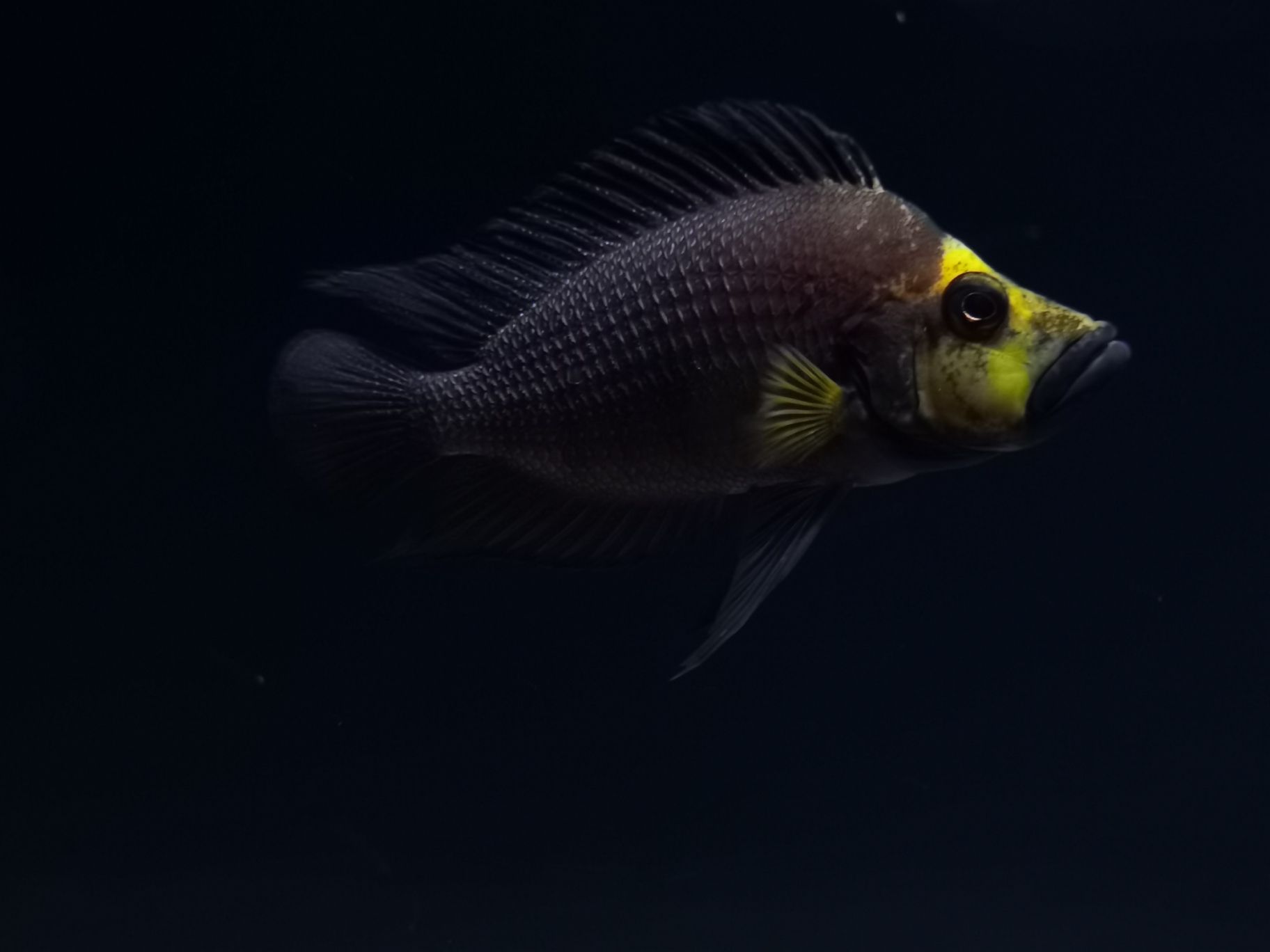 延邊朝鮮族自治州水族館發(fā)組美圖 南美異型魚(yú) 第6張