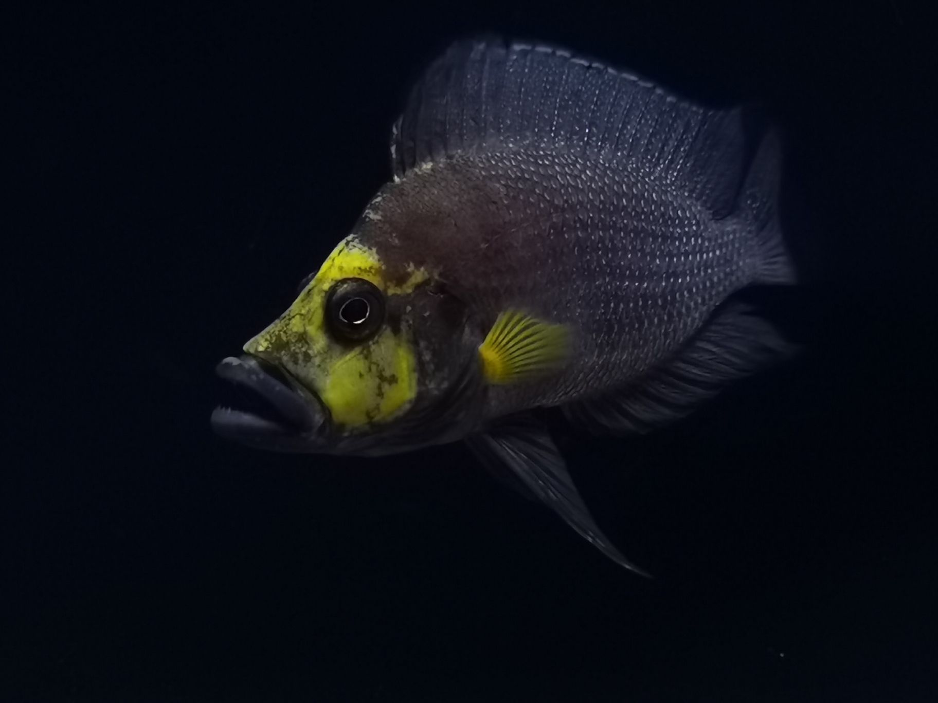 延邊朝鮮族自治州水族館發(fā)組美圖 南美異型魚(yú) 第5張