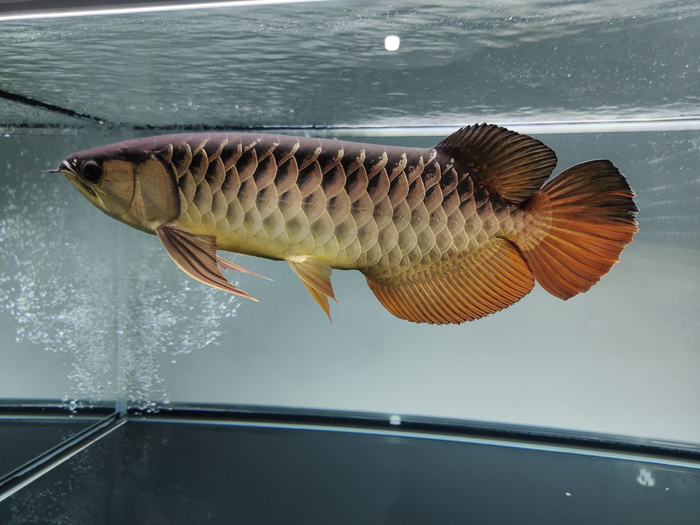 人生第五條龍魚金龍取什么名好呢？ 海象魚 第1張