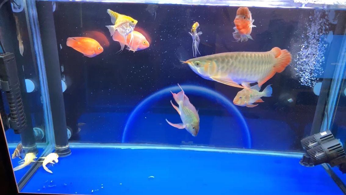 荊州水族館剛剛換了背景龍魚(yú)圈