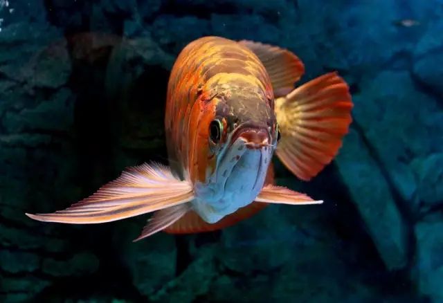 烏魯木齊水族館珍珠咬銀龍怎么辦 印尼虎苗