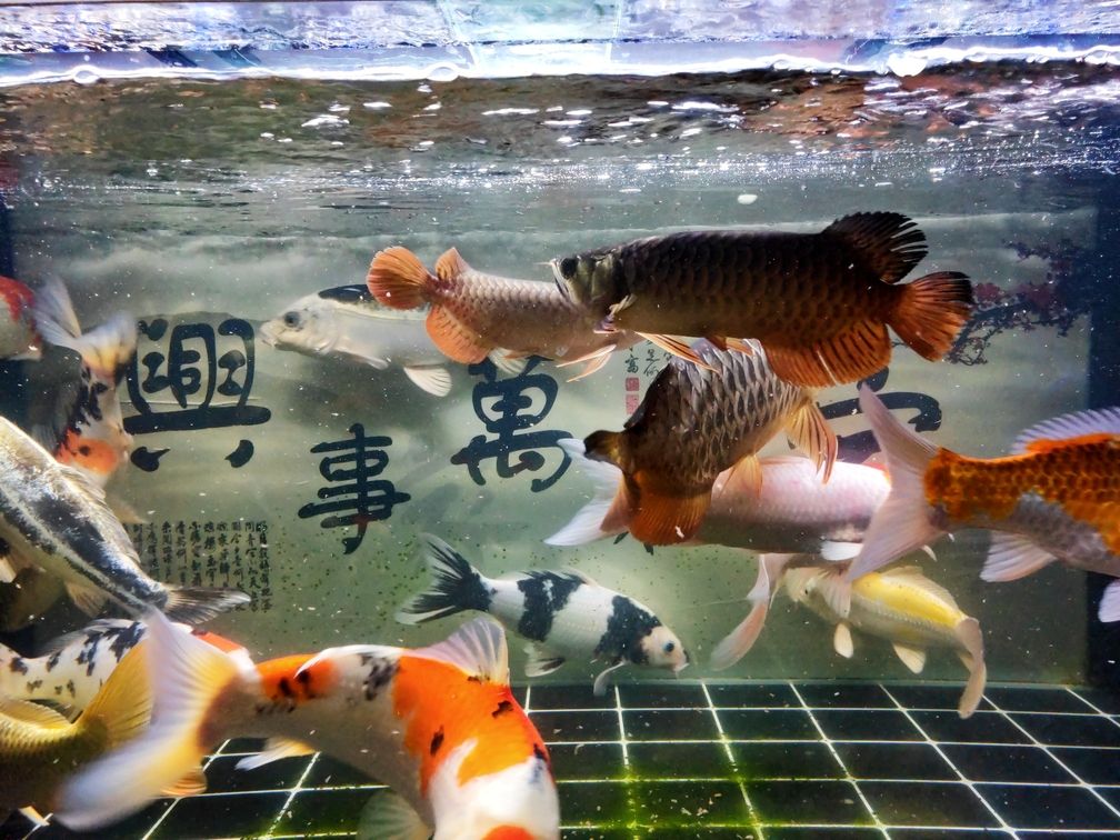 辣椒魔王龍魚圈 廣州水族批發(fā)市場 第5張