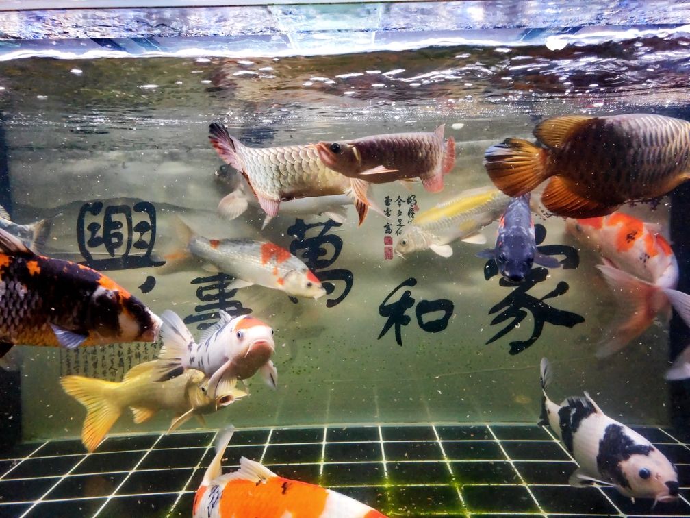 辣椒魔王龍魚圈 廣州水族批發(fā)市場 第7張