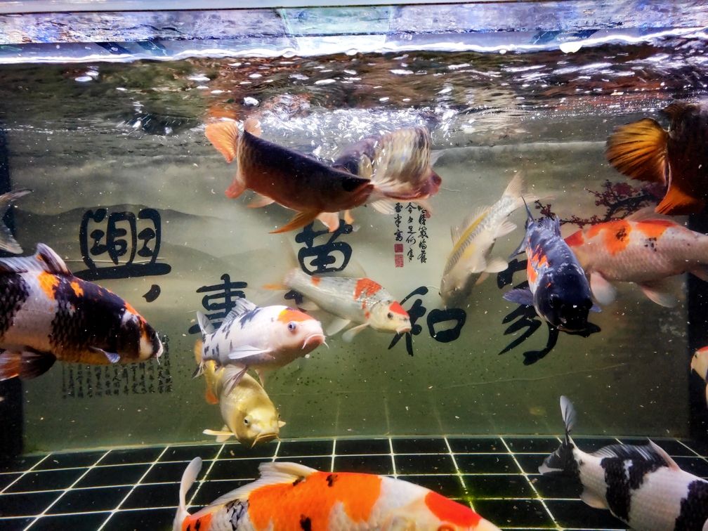 辣椒魔王龍魚圈 廣州水族批發(fā)市場 第8張