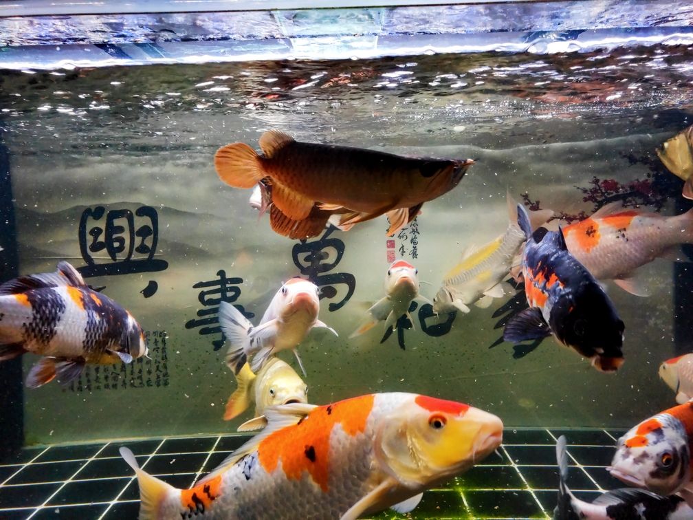 辣椒魔王龍魚圈 廣州水族批發(fā)市場 第9張