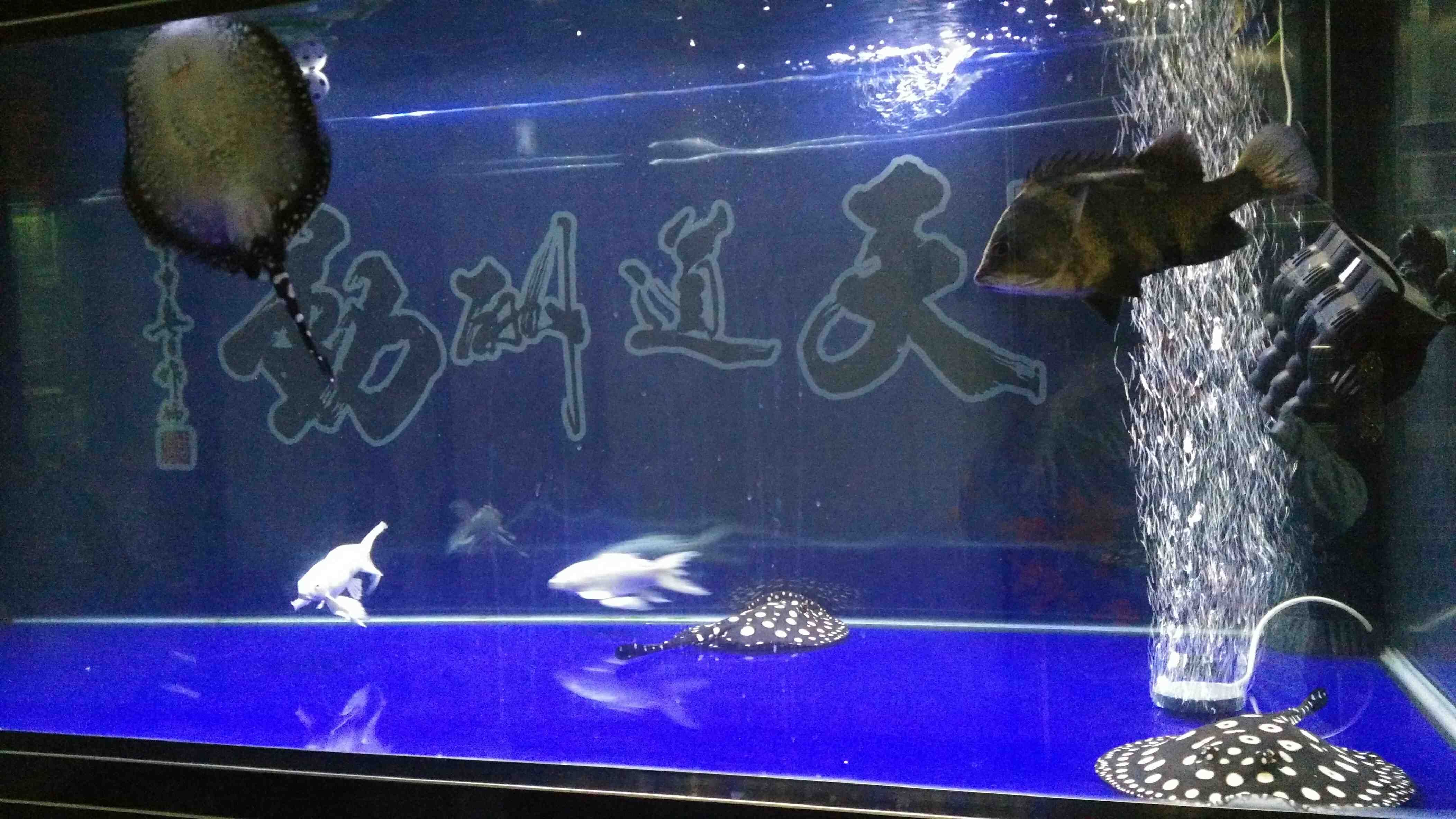 常德觀賞魚(yú)市場(chǎng)魚(yú)缸多大能繁殖啊