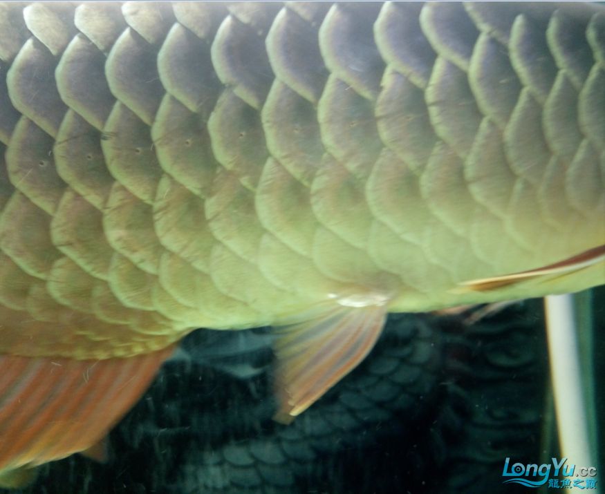 商丘觀賞魚市場龍魚吃食正常為什么鱗片會劃了蹭缸是內(nèi)寄還外寄