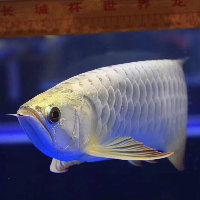 魚(yú)缸嘗試分享 銀古魚(yú)苗 第2張