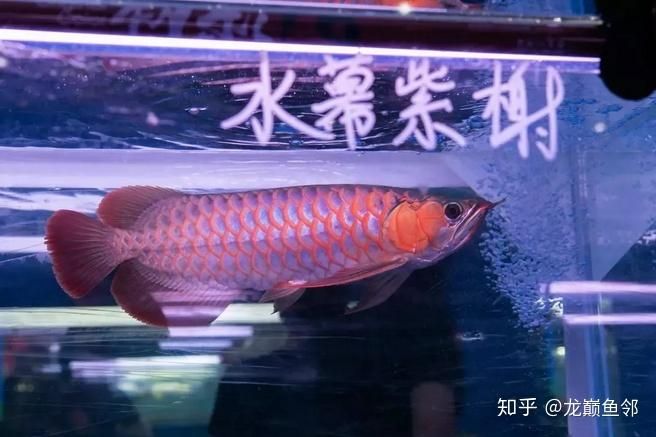 佛山觀賞魚市場打卡全家福龍魚圈