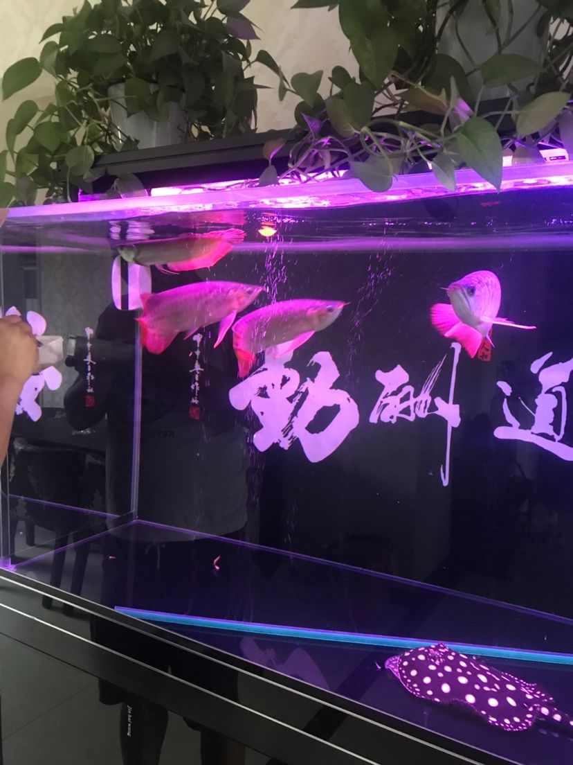 在來(lái)三條龍魚圈