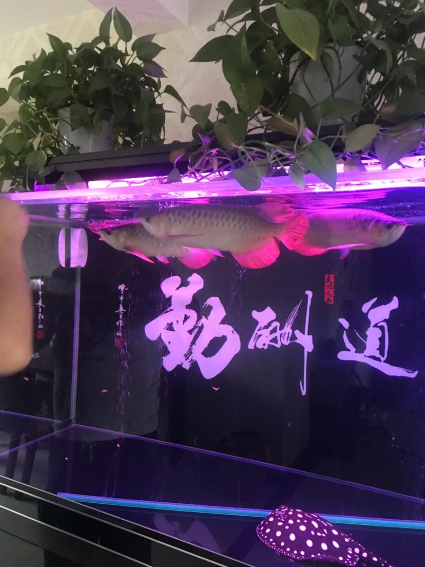 在來(lái)三條龍魚圈