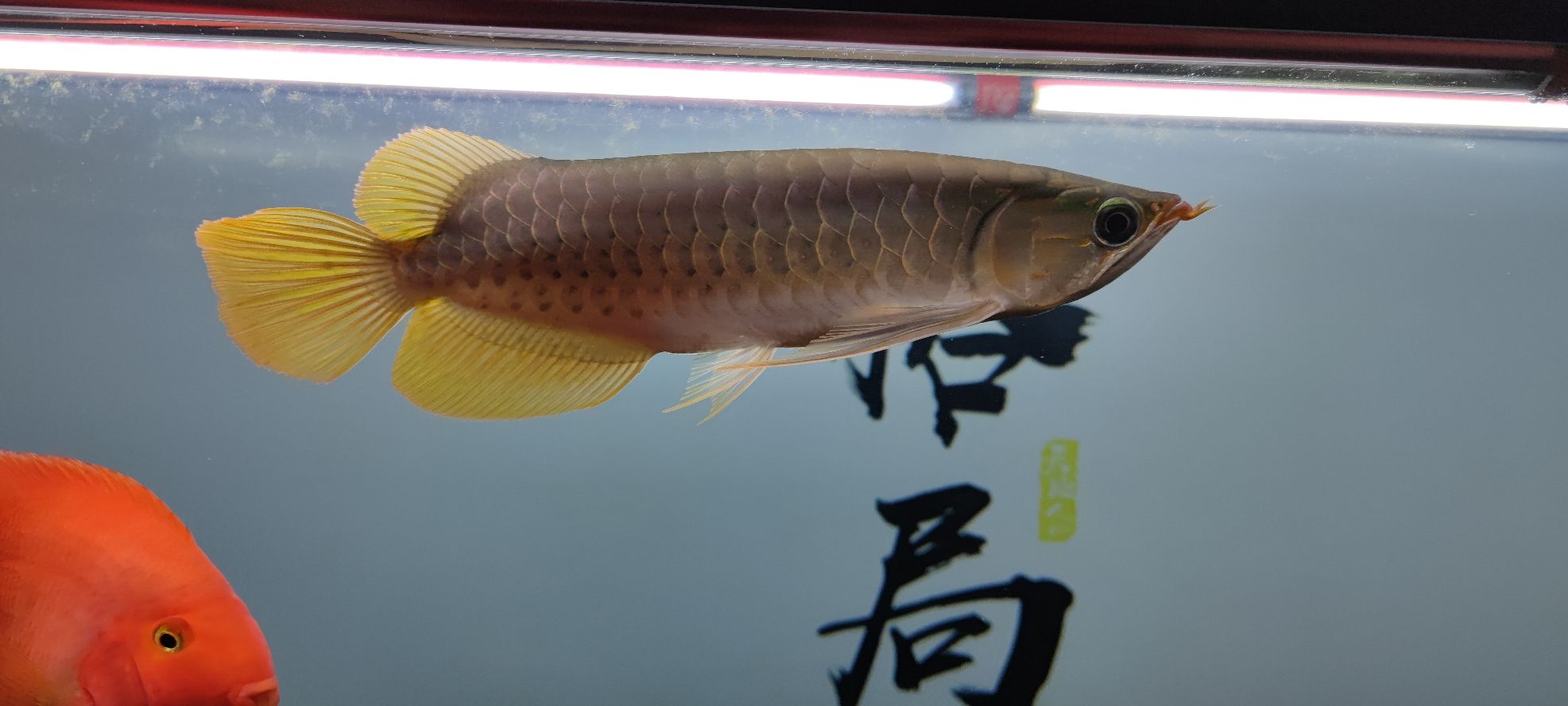 贛州觀賞魚市場好久沒發(fā)了來兩張 觀賞魚市場（混養(yǎng)魚） 第6張