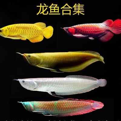 吃奶魚魚缸