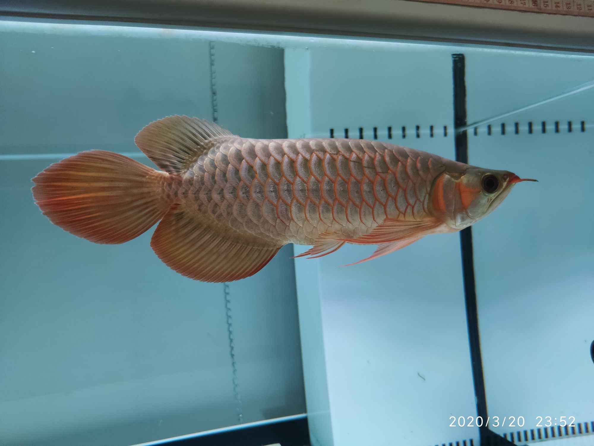 到家111天留念圖片 藍(lán)底過背金龍魚 第5張