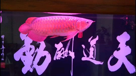 鐵嶺觀賞魚(yú)市場(chǎng)今天真好龍魚(yú)圈