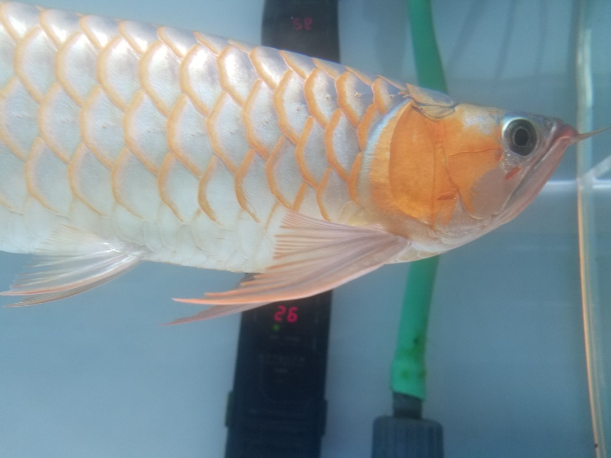 玉林觀賞魚市場鱗底之美 觀賞魚市場（混養(yǎng)魚） 第4張