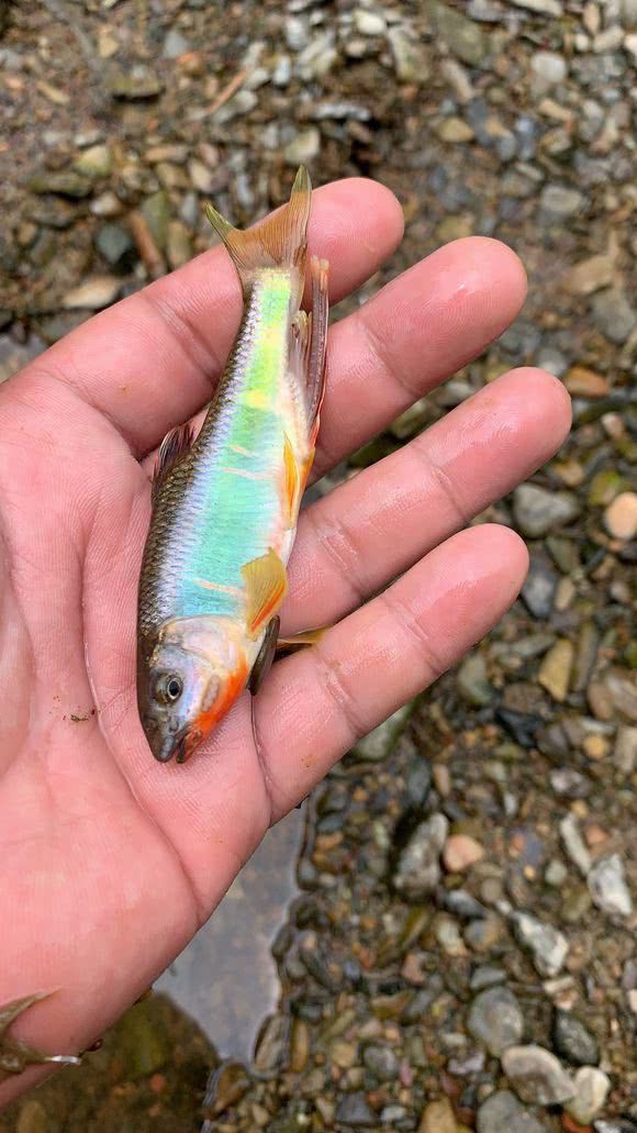 4月份計劃開個原生缸 魚缸水質(zhì)穩(wěn)定劑 第4張