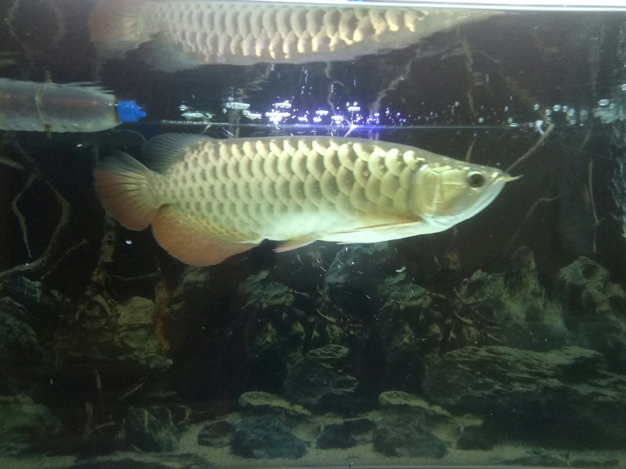 哈爾濱水族館沒啥變化除了眼睛