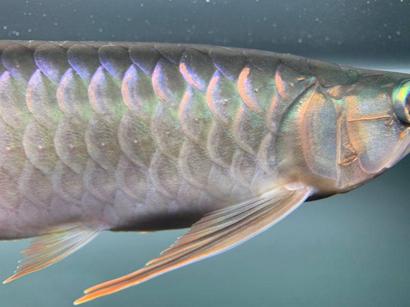 小孟更新 觀賞魚飼料 第6張