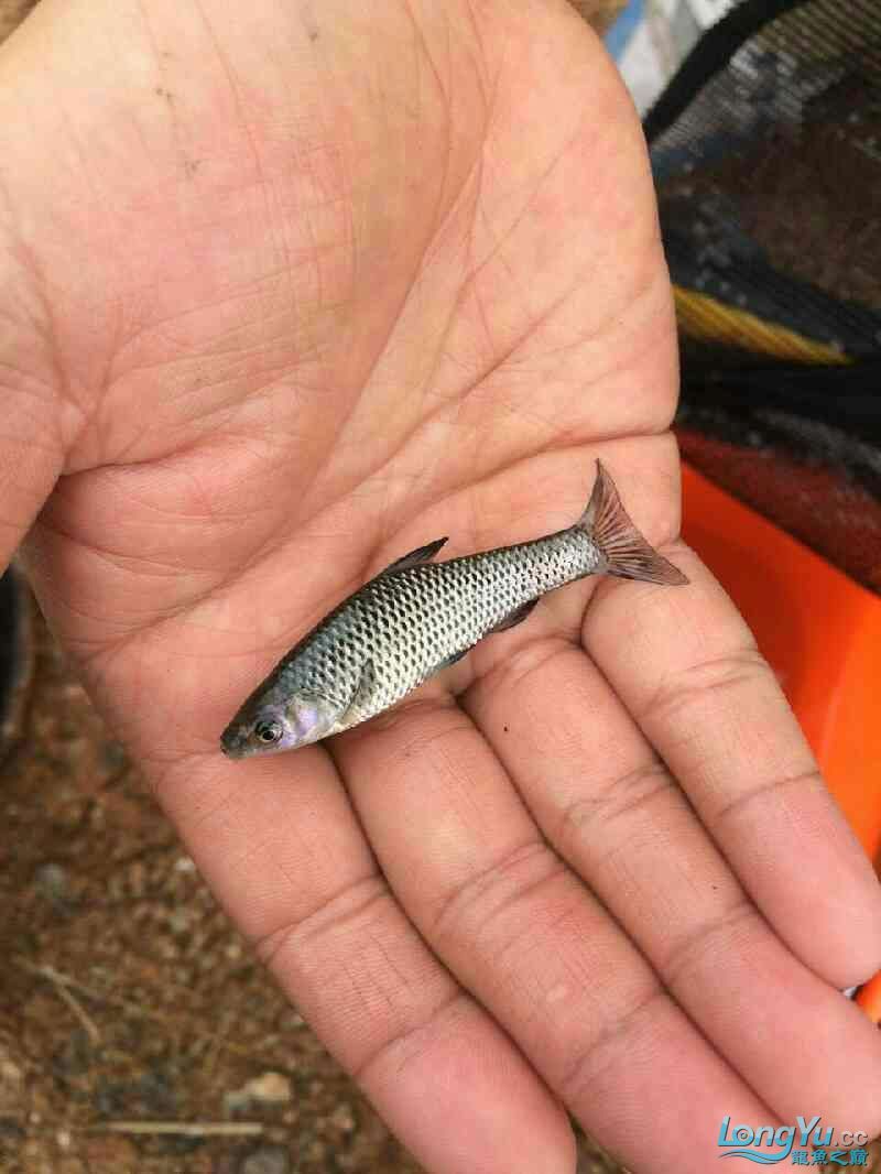 看看這是啥魚給龍撈的小魚魚嘴旁邊都有小刺 南美異型魚 第4張