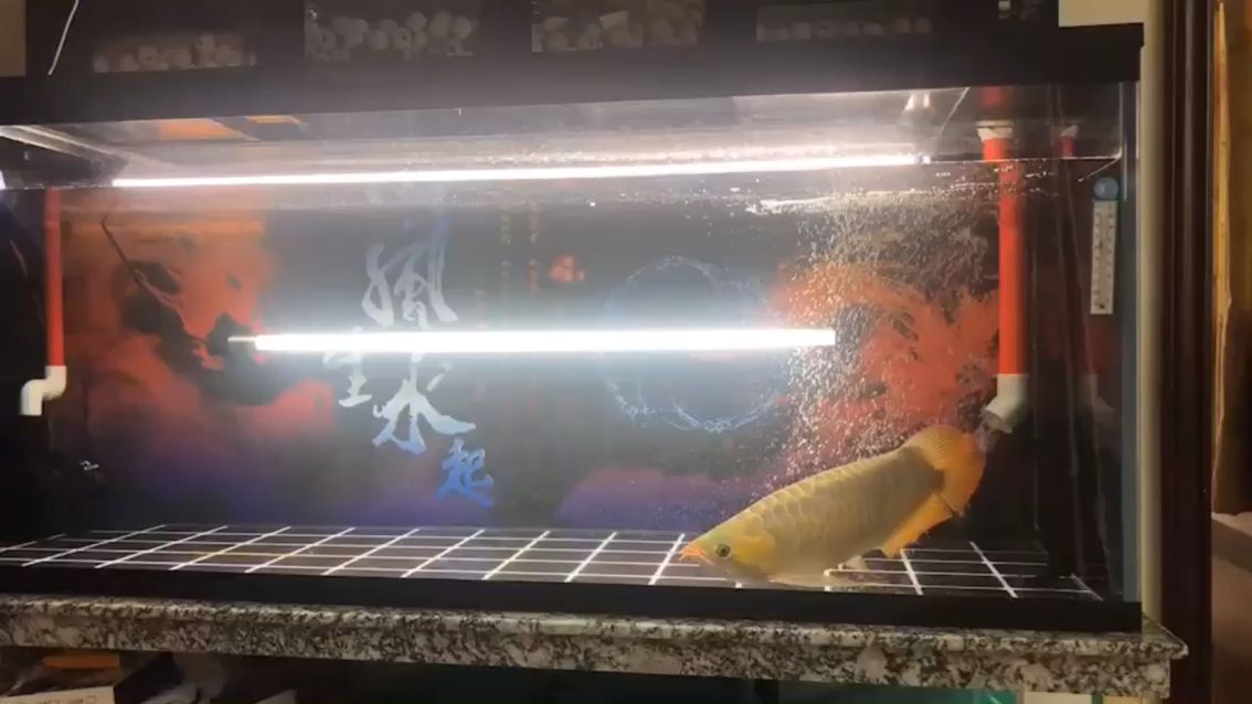 更新一下 非洲象鼻魚