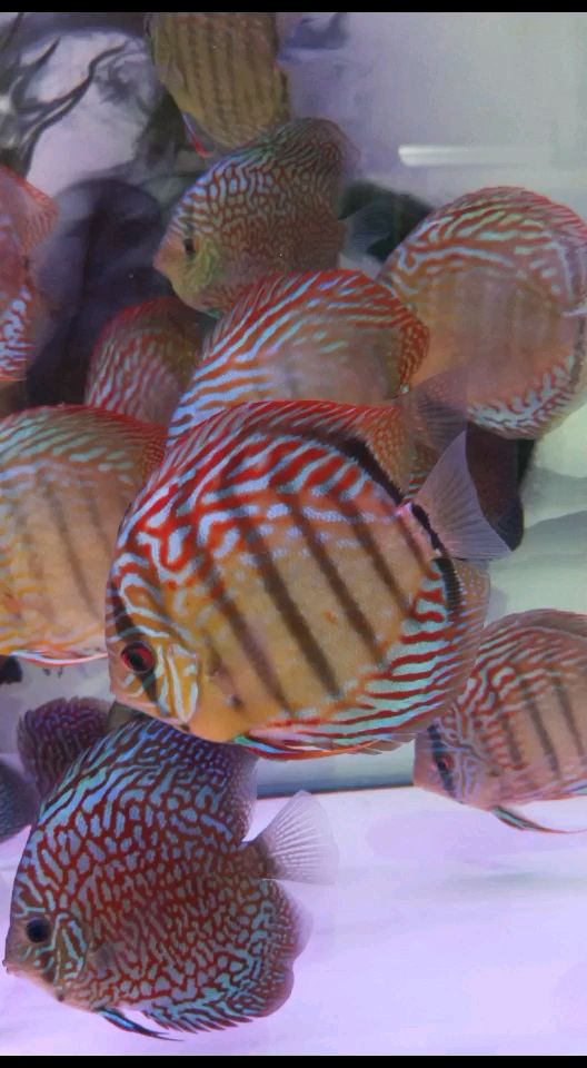 邵陽水族館神仙魚圈