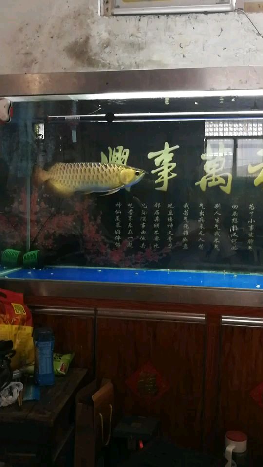 細(xì)菌屋兩年沒動了 杰西卡恐龍魚 第3張