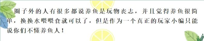 漁友故事匯第五十一篇在路上 廣州水族批發(fā)市場 第2張