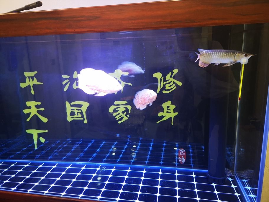 魚已進窩龍魚圈