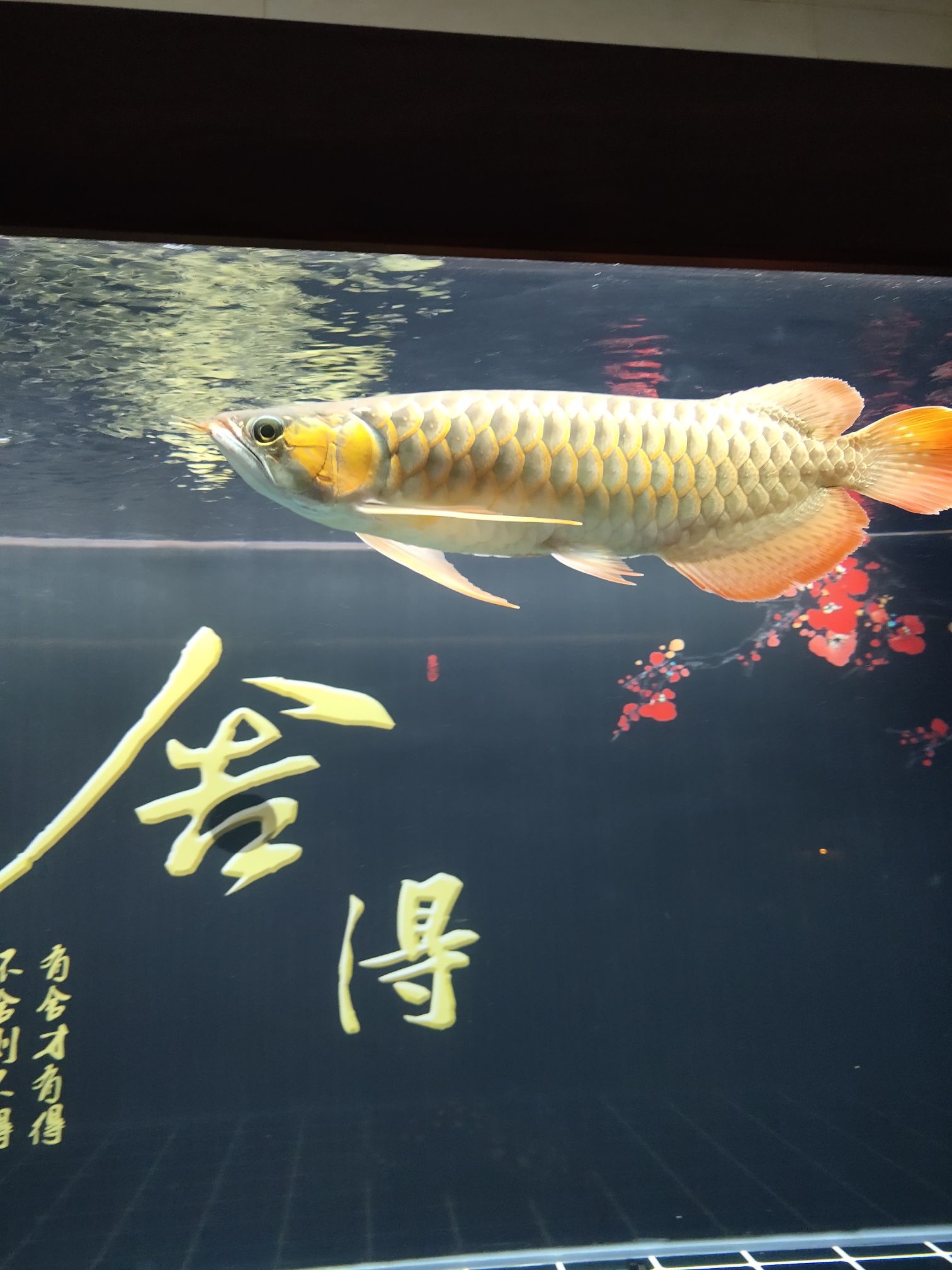 這年頭只能在家里養(yǎng)魚(yú)了