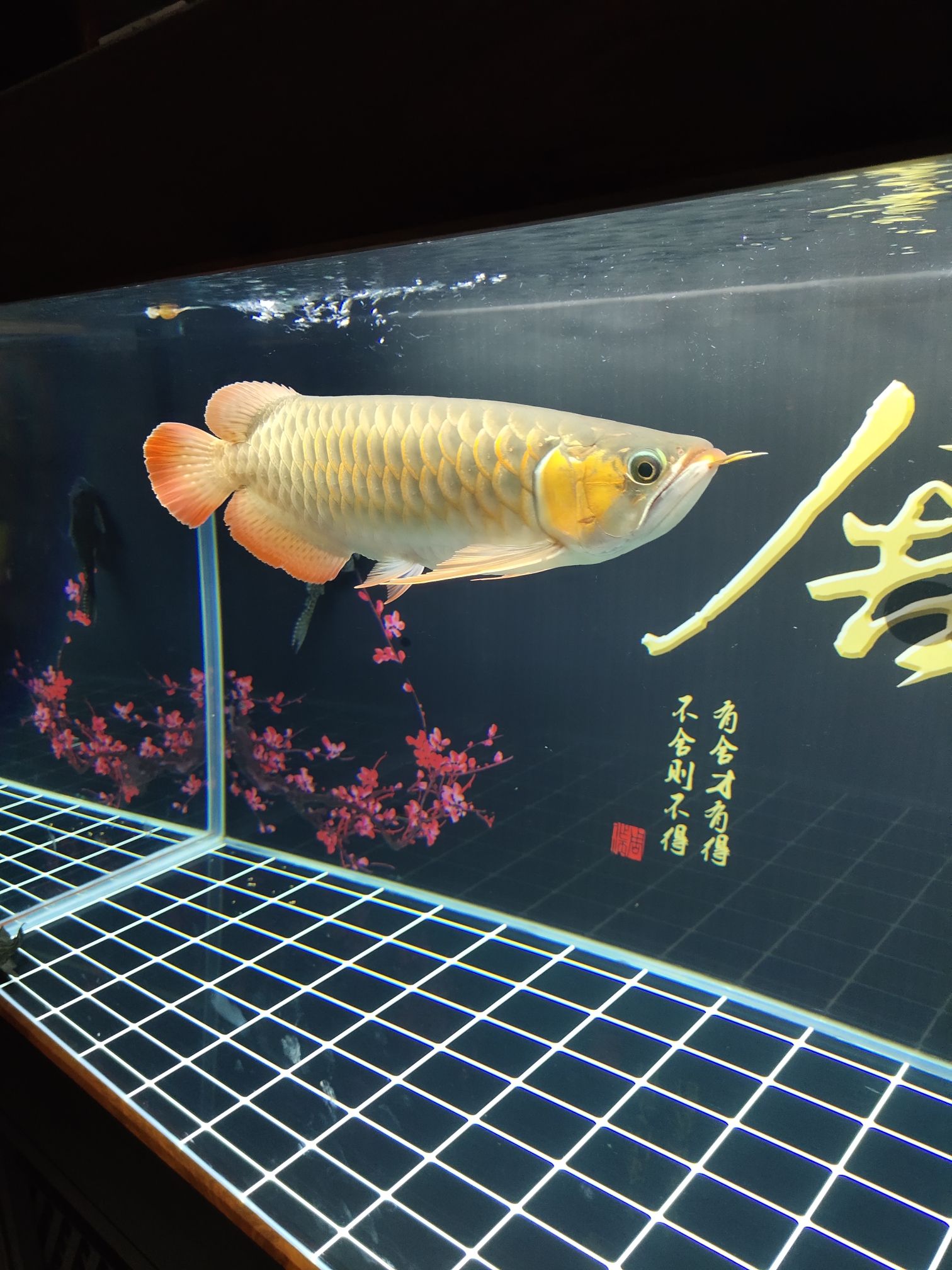 這年頭只能在家里養(yǎng)魚了 純血皇冠黑白魟魚 第4張