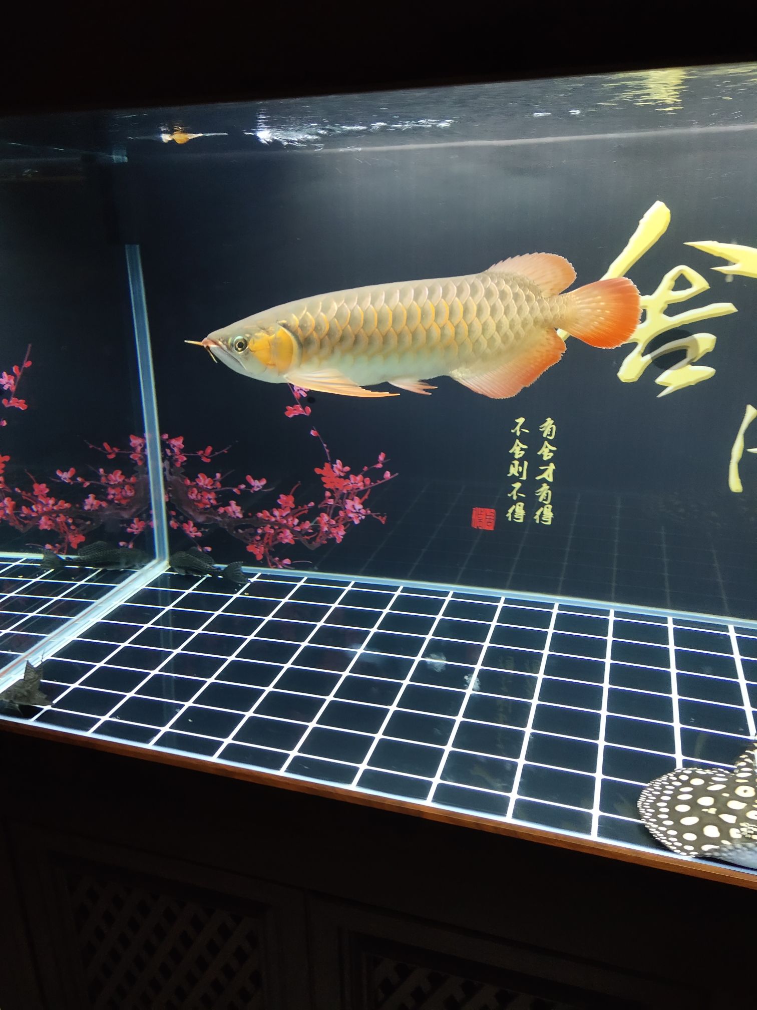 這年頭只能在家里養(yǎng)魚了 純血皇冠黑白魟魚 第7張