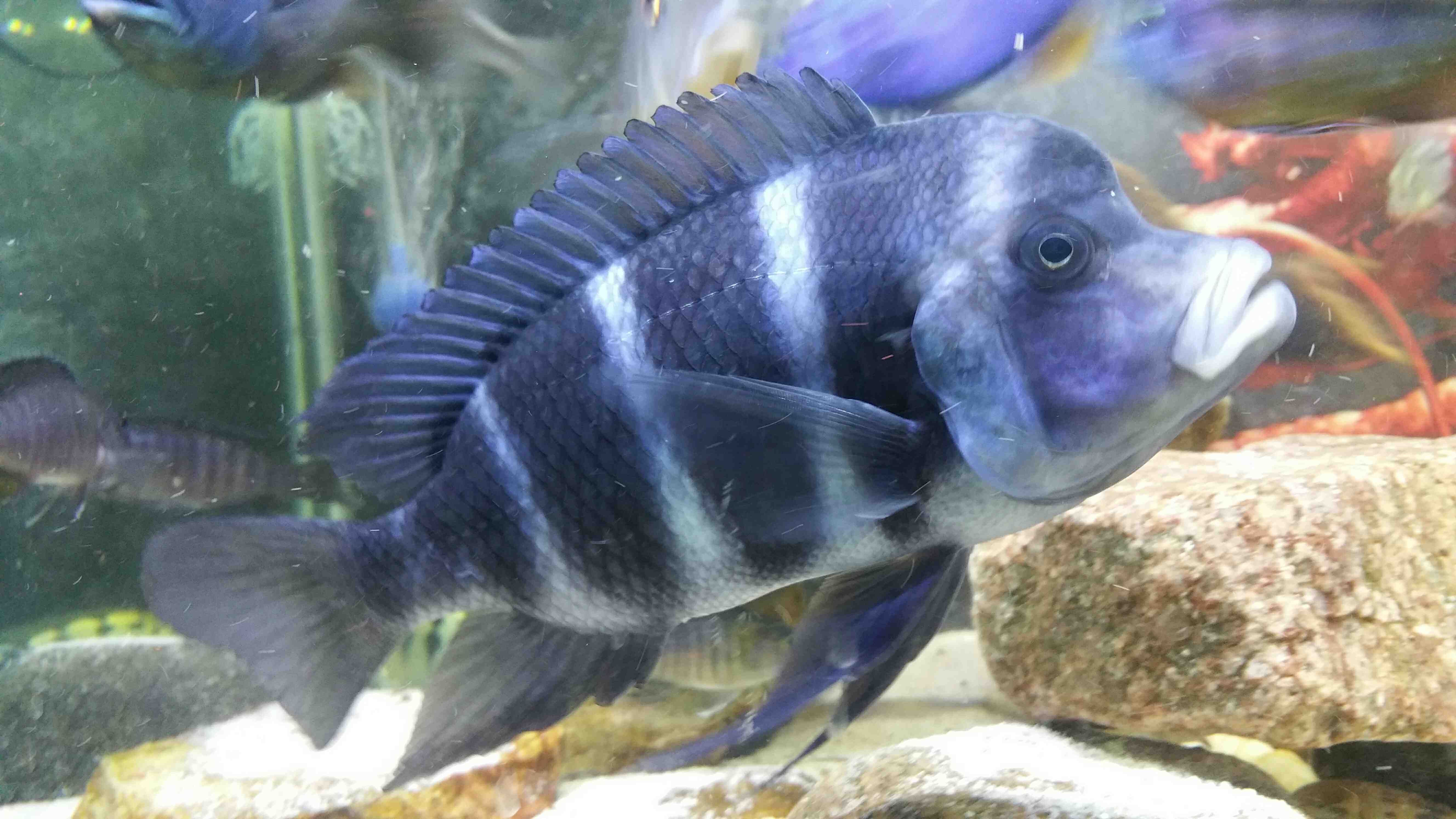 蘇州水族館這大頭