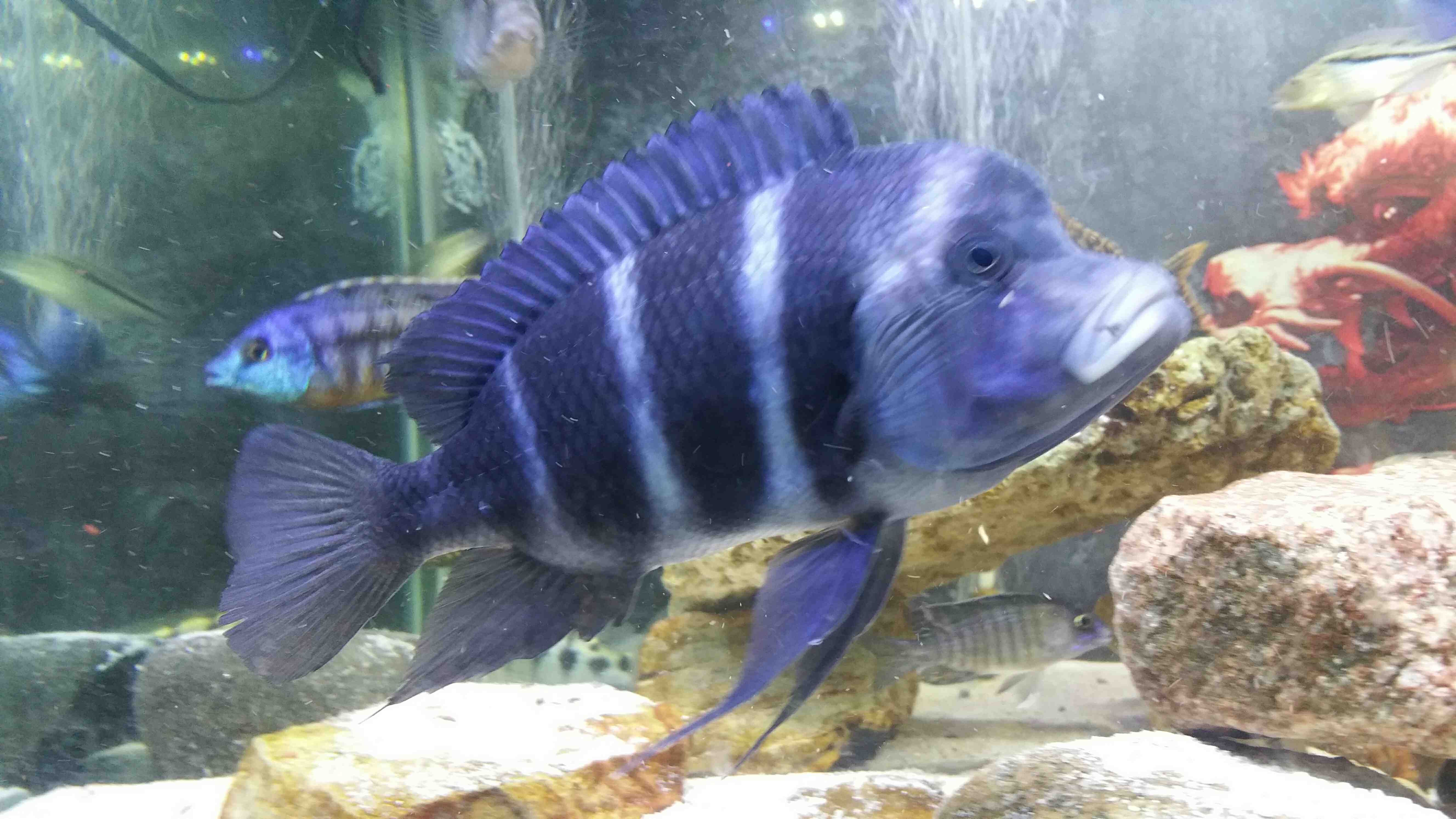 蘇州水族館這大頭