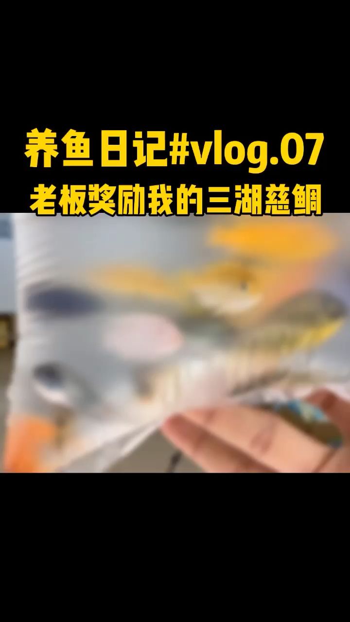 老板獎勵我的三湖慈鯛