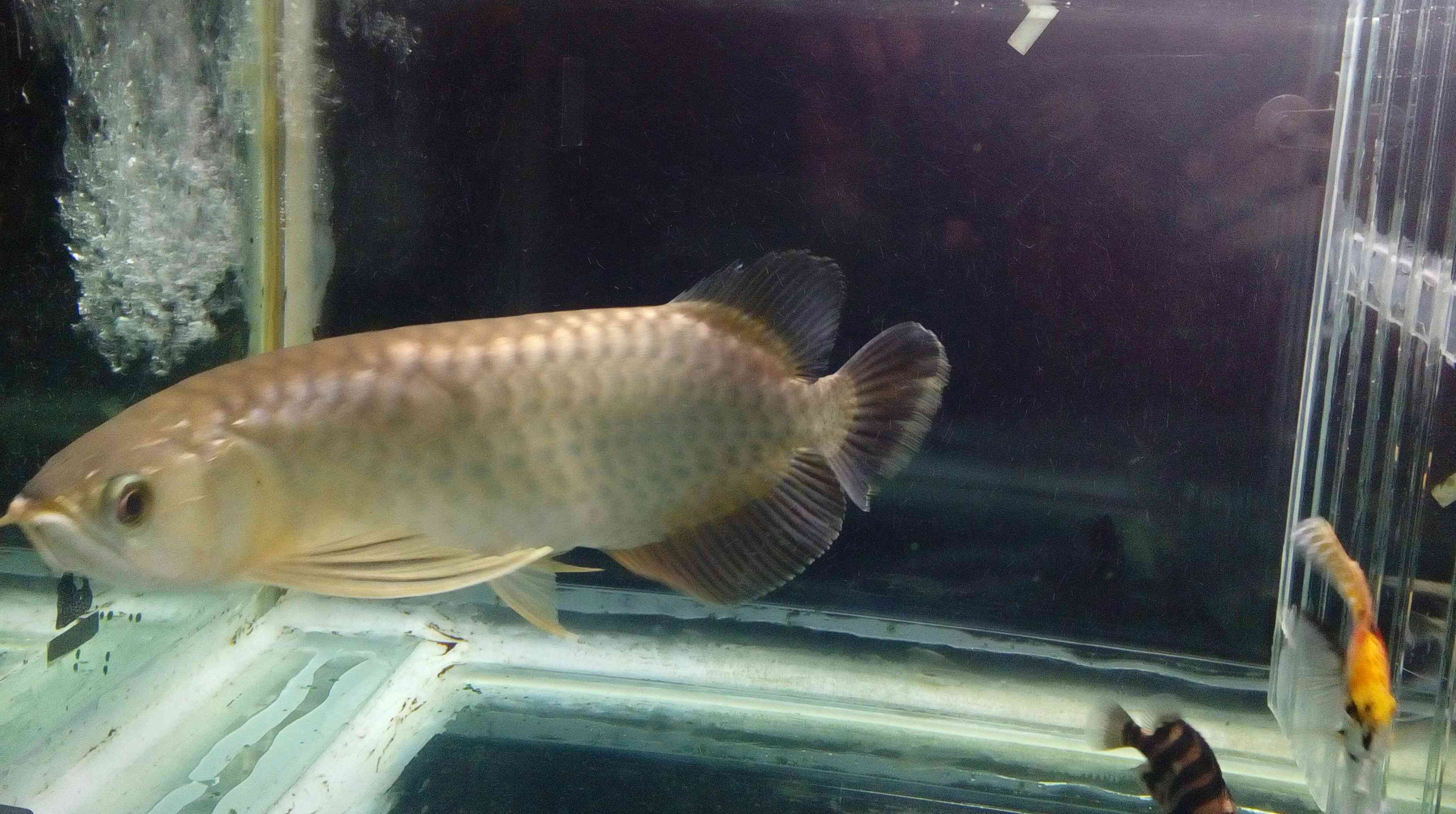 常州水族館再試雙龍混養(yǎng)