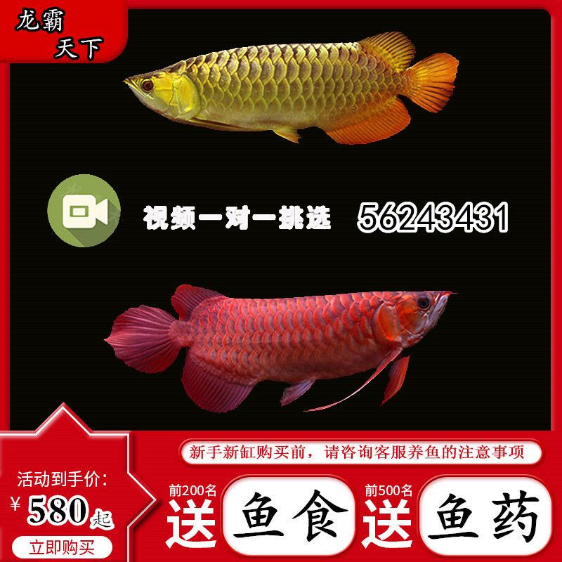 烏海觀賞魚市場巡視漂浮物 觀賞魚市場（混養(yǎng)魚）