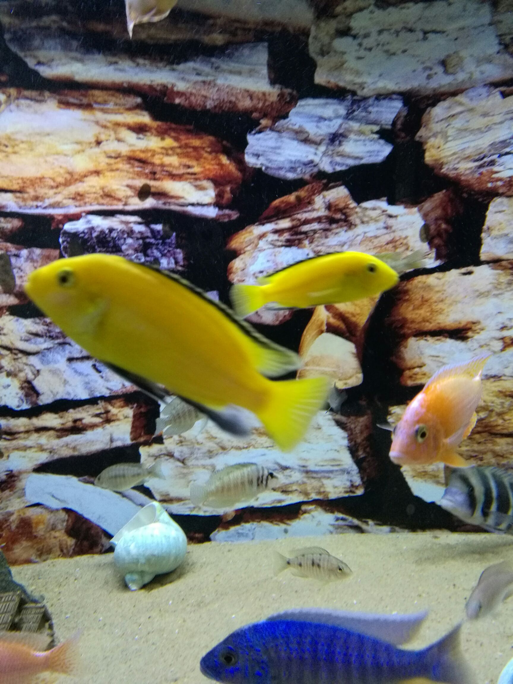 巴中水族館早安漁夫們 羅漢魚 第3張