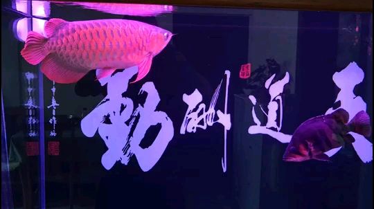 放棄換水陪孩子 紅白錦鯉魚 第2張