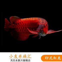 硝化細(xì)菌生長(zhǎng)期