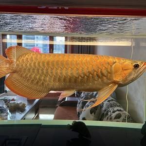 金龍魚飼養(yǎng)技術(shù)（金龍魚光照需求詳解，金龍魚魚缸布置技巧） 龍魚百科 第1張