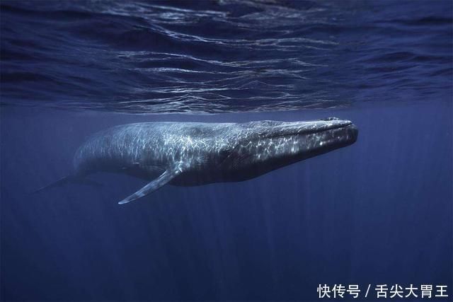 大連水族館請問這個(gè)是什么牌子的魚缸