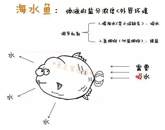 7個海洋里的熱問題冷常識——你能答對幾個？ 白子關(guān)刀魚苗 第9張