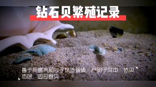 鉆石貝繁殖了 藍底過背金龍魚 第2張