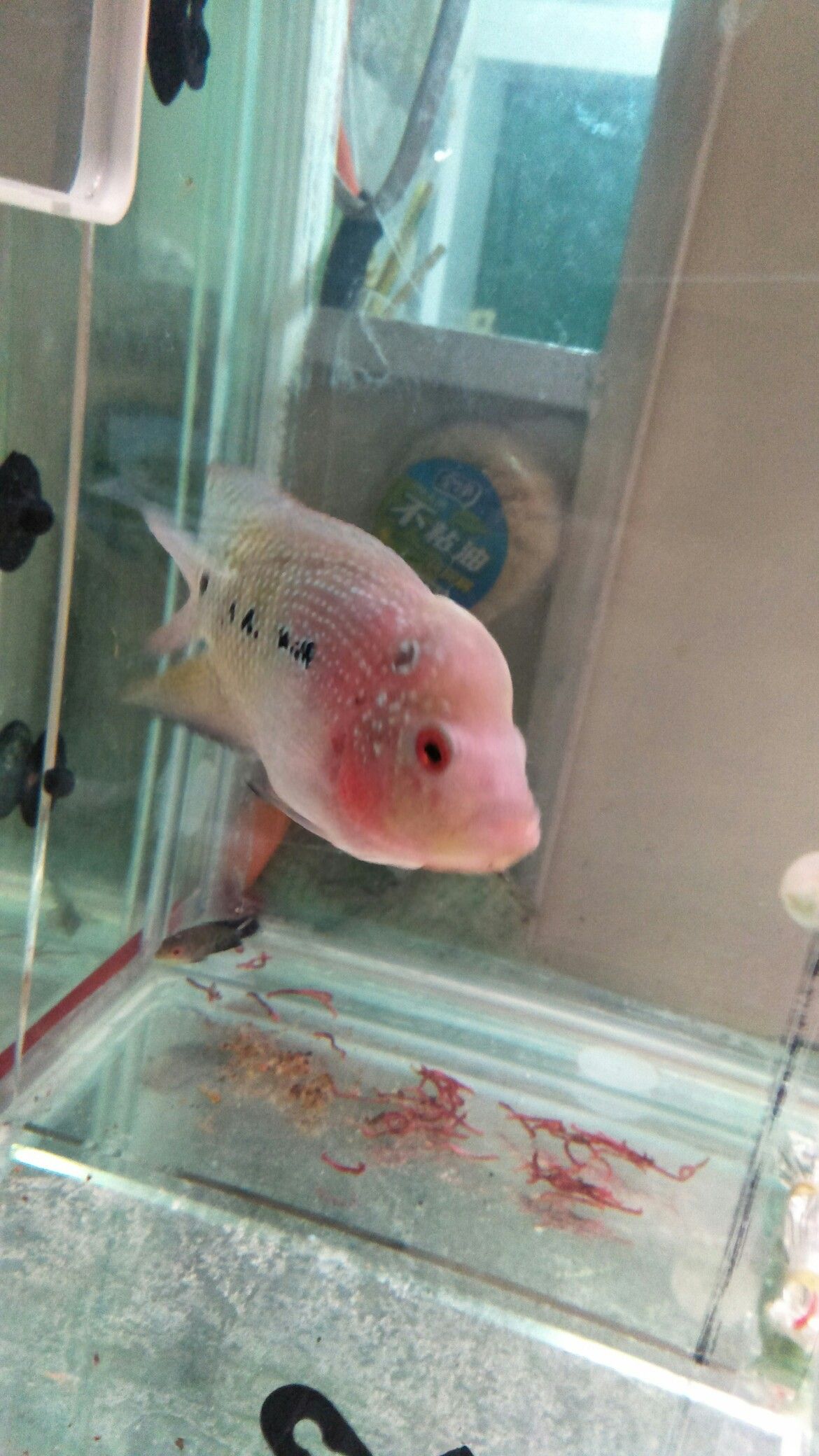 佳木斯水族館感覺肚子比頭大 祥龍傳奇品牌魚缸 第4張