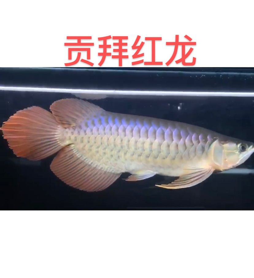 朝陽觀賞魚市場天津大旭 觀賞魚市場（混養(yǎng)魚） 第7張