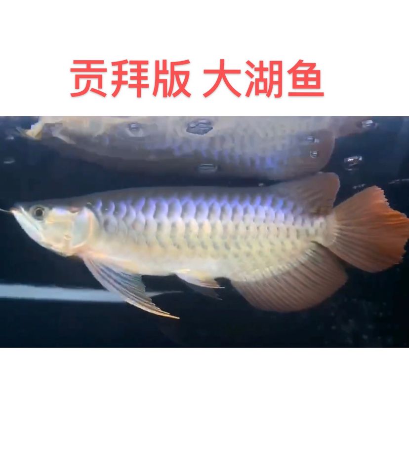 朝陽觀賞魚市場天津大旭 觀賞魚市場（混養(yǎng)魚） 第8張