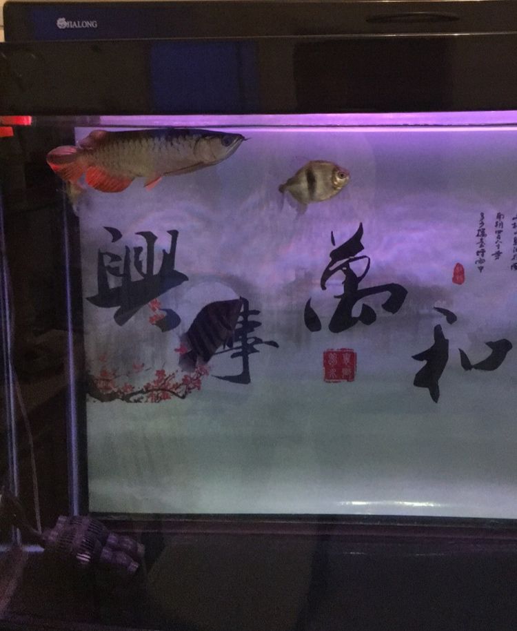 魚缸里邊有很多小氣泡怎么消除？