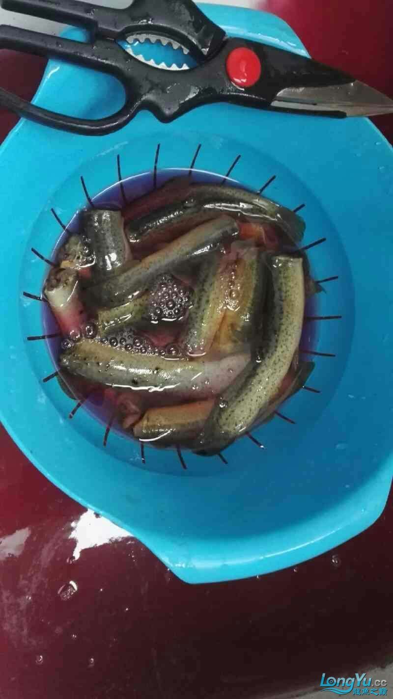 張家界觀賞魚市場龍魚主食泥鰍消毒去寄生蟲做法